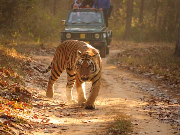 ಹುಲಿಗಳು 