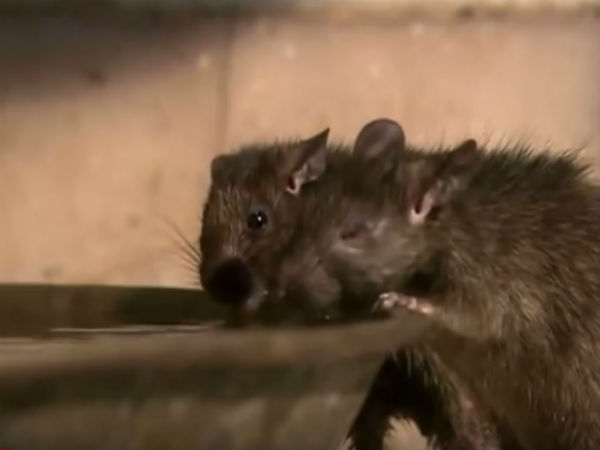 ಕಾರಣೀಮಾತಾ