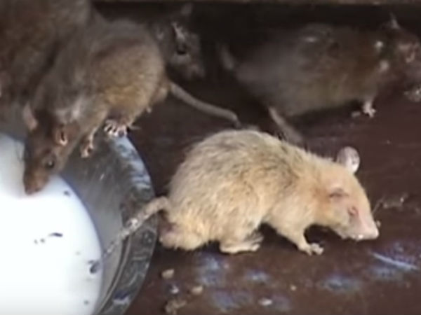 ಬಿಳಿ ಮೂಶಿಕ