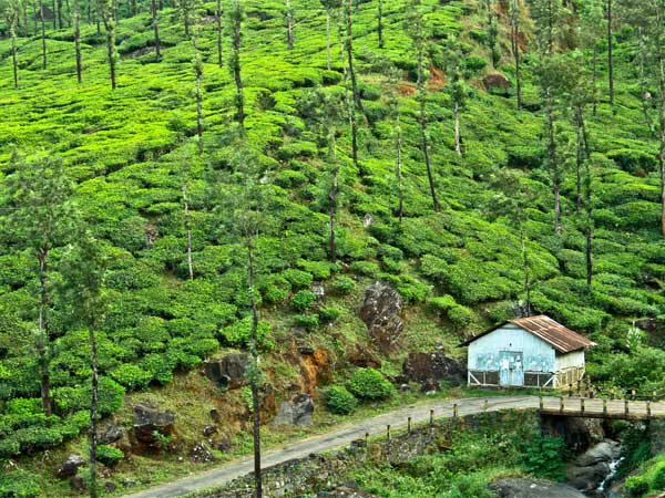 ವಯನಾಡ್ ನಲ್ಲಿ ವಸತಿಯ ವ್ಯವಸ್ಥೆ ಹೇಗೆ ?