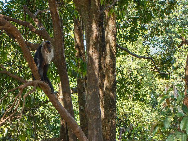 ಜೋಗಿ ಗುಂಡಿ ಜಲಪಾತ