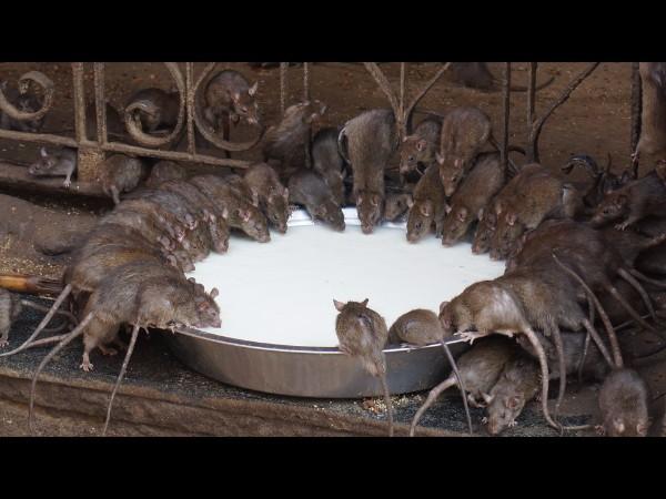 ಅದ್ಭುತವಾದ ಶಕ್ತಿಗಳು