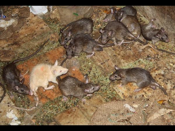 ಪುನರ್ ಜನ್ಮ