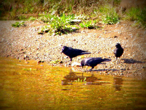 ತಪಸ್ಸಿಗೆ ಭಂಗ