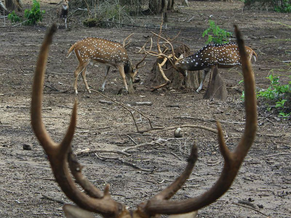 ಕಾವೇರಿ ನಿಸರ್ಗಧಾಮ