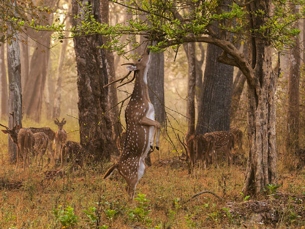 ನಾಗರಹೊಳೆ ರಾಷ್ಟ್ರೀಯ ಉದ್ಯಾನವನ