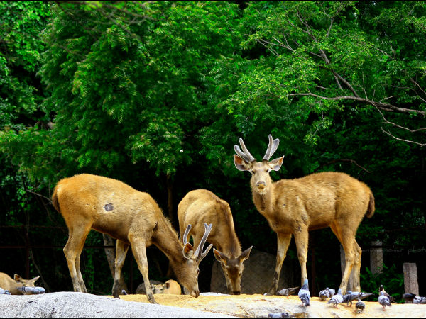 ನೆಹರೂ ಝೂವಲಾಜಿಕಲ್ ಪಾರ್ಕ್