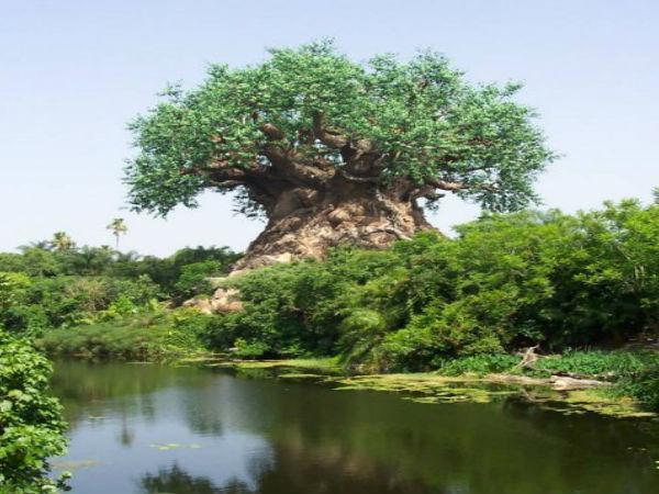 ರಹಸ್ಯ ಮರಗಳು