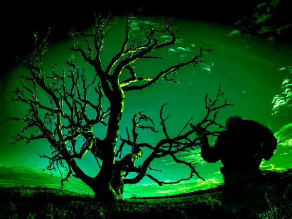 ಸರಪಣಿ ಮರ