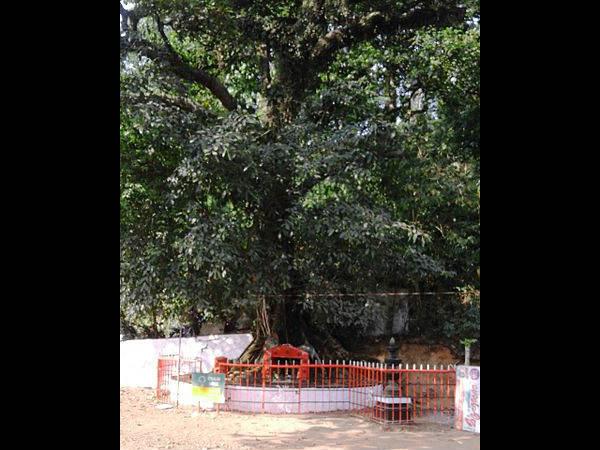 ಸರಪಣಿ ಮರ