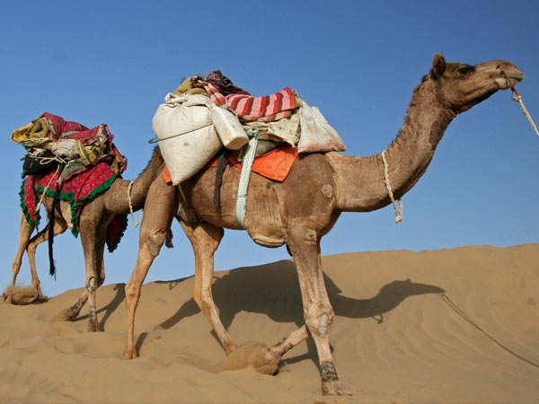 2. ಥಾರ್ ಮರುಭೂಮಿಯಲ್ಲೊ೦ದು ಒ೦ಟೆ ಸವಾರಿ 