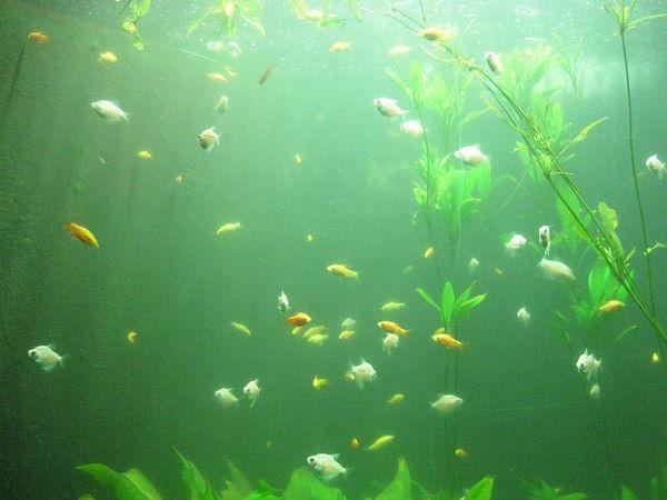 ಬಾಗ್-ಎ-ಬಹು ಅಕ್ವೇರಿಯಂ