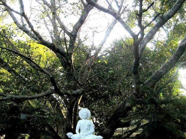 ಮಹಾಭೋದಿ ಸೊಸೈಟಿ