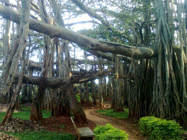 ಬಿಗ್ ಬನಯಾನ್ ಟ್ರಿ