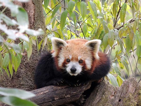 ಪದ್ಮಜ ನಾಯ್ಡು ಹಿಮಾಲಯನ್ ಝೂಲಾಜಿಕಲ್ ಪಾರ್ಕ್, ಡಾರ್ಜಲಿ೦ಗ್