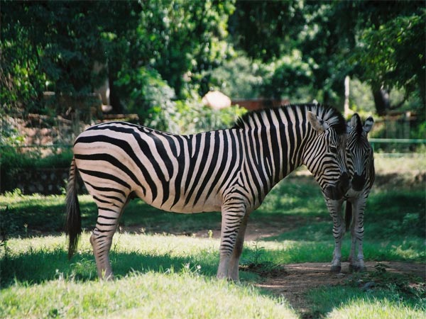 ಮೈಸೂರು ಮೃಗಾಲಯ 