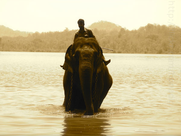 ಸಕ್ರೆಬೈಲು ಆನೆಗಳ ಆಶ್ರಯತಾಣ 