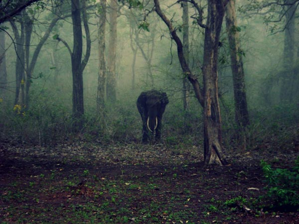 40. ನಾಗರಹೊಳೆ 