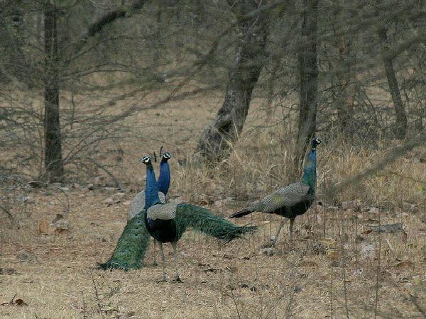 ಕೆನ್ ಫುರಿಯಲ್ ಅಭಯಾರಣ್ಯ