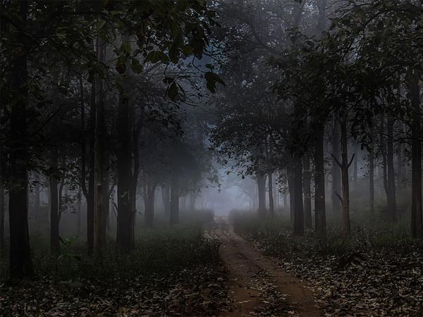 ಸಫ಼ಾರಿಯ ವಿವರಗಳು