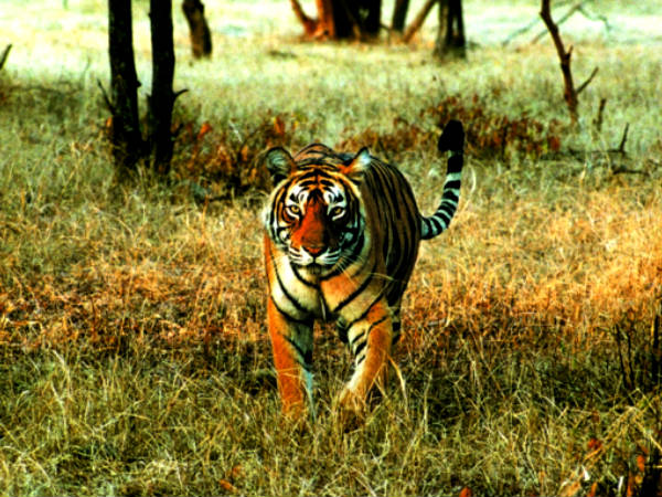 ಬಂಡಿಪುರ ಮೂಲಕ ಸಫಾರಿ 