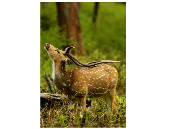 ಕಬಿನಿ ನಾಗರಹೊಳೆ