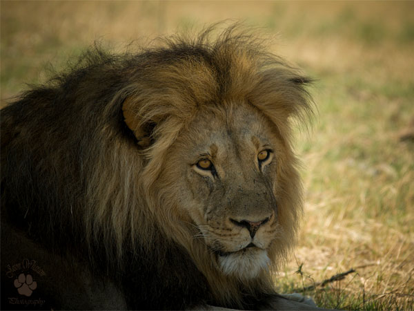 ಗಿರ್ ಅಭಯಾರಣ್ಯದಲ್ಲಿ ವನ್ಯಜೀವನವನ್ನು ಪರಿಶೋಧಿಸಿರಿ