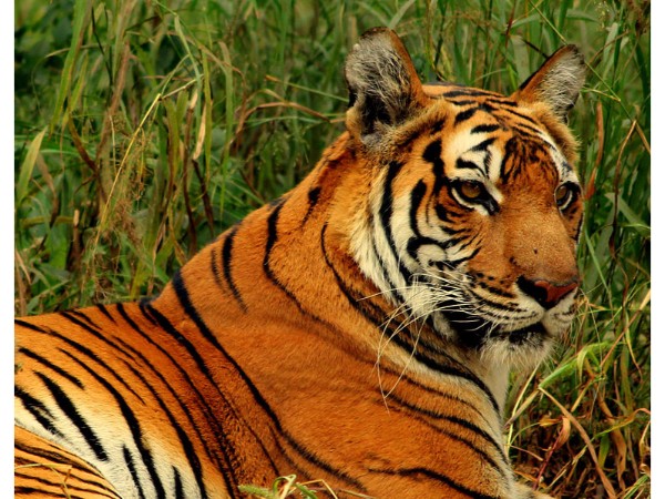 ಸು೦ದರ್ ಬನ್ಸ್