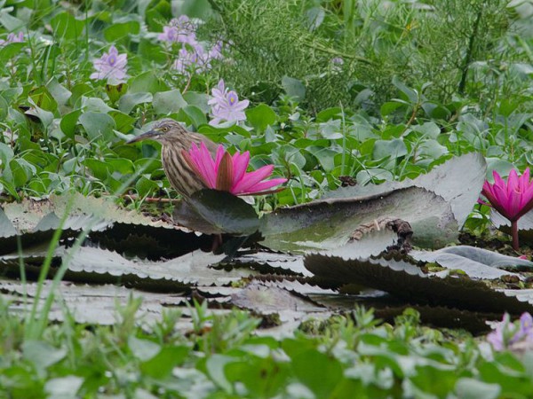 ಕುಮಾರಕೋಮ್ ಪಕ್ಷಿಧಾಮ