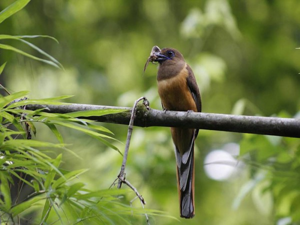 ತಟ್ಟೆಕ್ಕಡ್ ಪಕ್ಷಿಧಾಮ