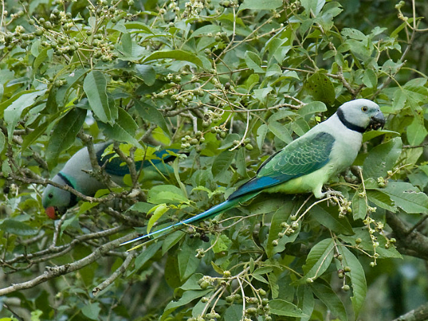 ಕರೀ೦ಫ಼ೂಜ್ಹ ಅಭಯಾರಣ್ಯ