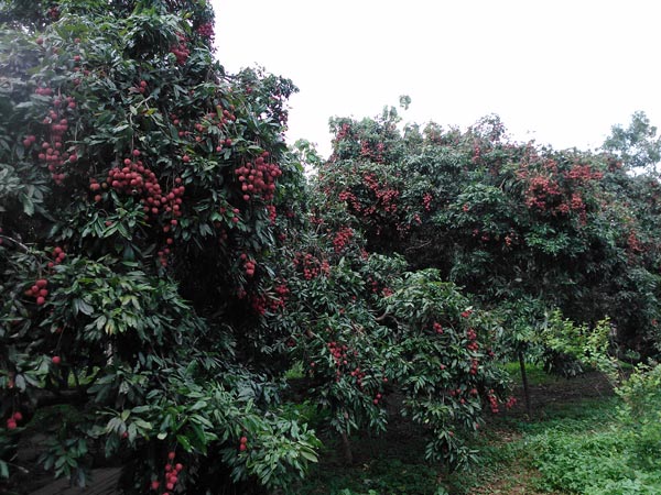 ಮುಜ಼ಫ಼್ಪರ್ ಪುರ್ ಮುಜ಼ಫ಼್ಪರ್ ಪುರ್