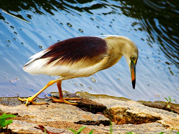 8. ಲೇಕ್ ಹಾಪಿಂಗ್ ಗೆ ಹೋಗಿ 