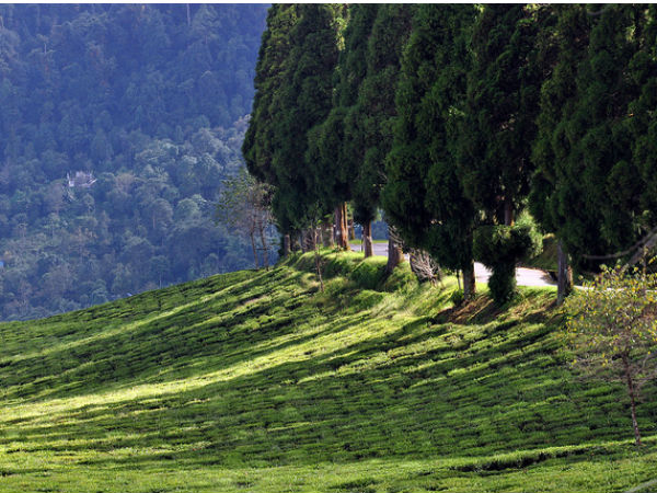  ಟೆಮಿ ಚಹಾ ತೋಟ