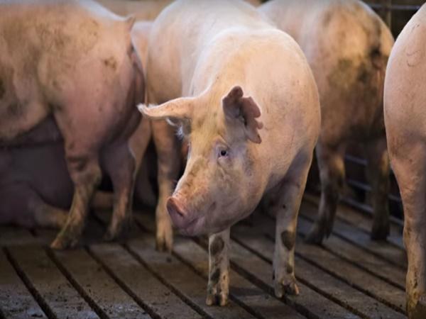 ಈ ಪುಣ್ಯಕ್ಷೇತ್ರದಲ್ಲಿ ಹಂದಿಗಳದೇ ಕಾರುಬಾರು