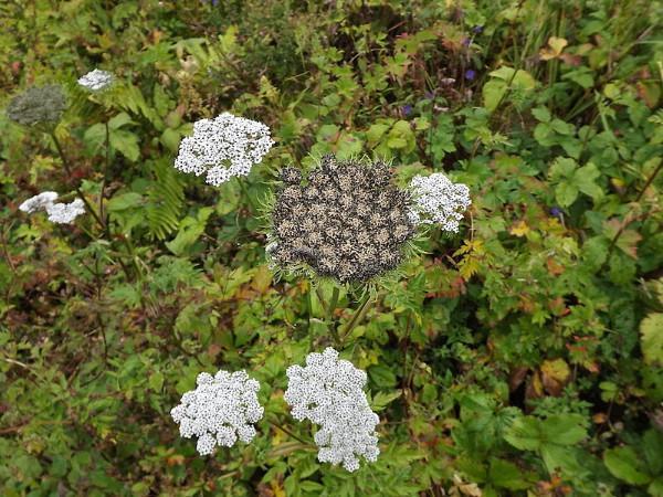 6.ವಿವಿಧ ಬಗೆಯ ಹೂವಿನ ಜಾತಿಗಳು 6.ವಿವಿಧ ಬಗೆಯ ಹೂವಿನ ಜಾತಿಗಳು