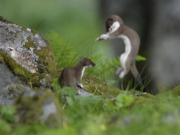 1.ಅರಣ್ಯ ಜಂತುಗಳು ಭೇಟಿಗಾಗಿ..