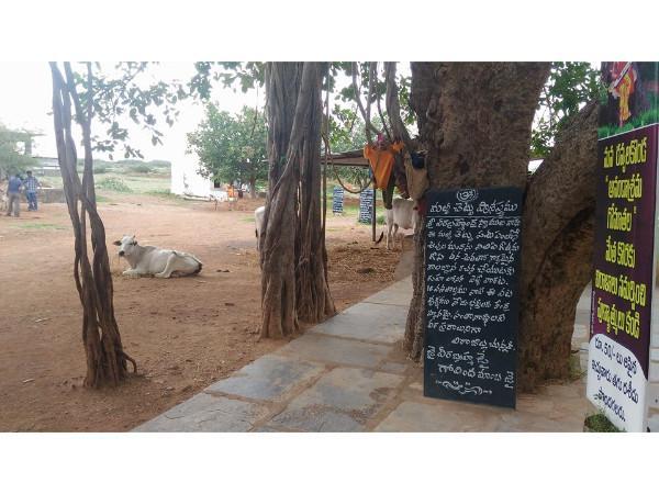 12.ಆ ವೃಕ್ಷ ಯಾವುದು ಗೊತ್ತ?