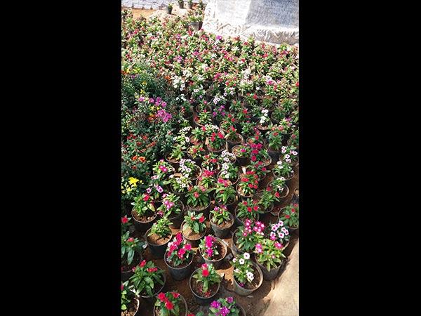 2.7000 ಅಡಿ ಎತ್ತರದಲ್ಲಿ ಬೆಳೆಯುವ ಹೂವು...