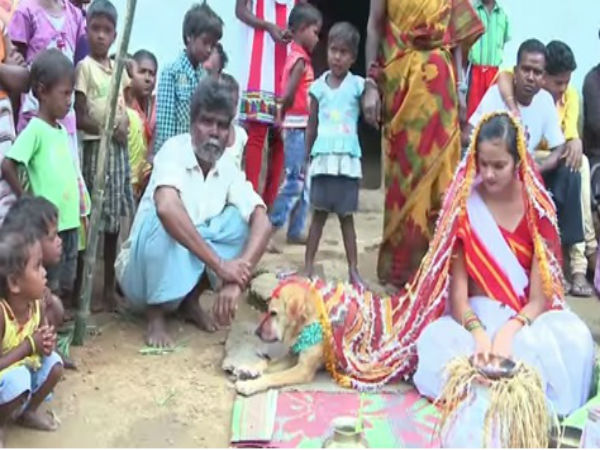 ವಧು ನಾಯಿಯನ್ನು ನೋಡಿಕೊಳ್ಳಬೇಕಂತೆ