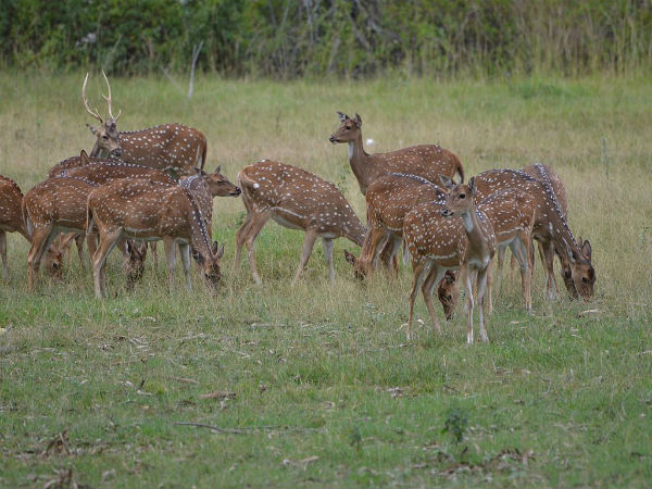ಬಂಡೀಪುರ ಬಂಡೀಪುರ
