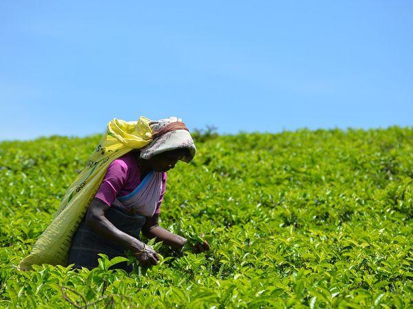 ಜೈವಿಕ ಕೃಷಿ