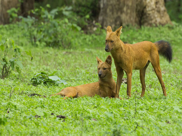 ಕಬಿನಿ ಕಬಿನಿ