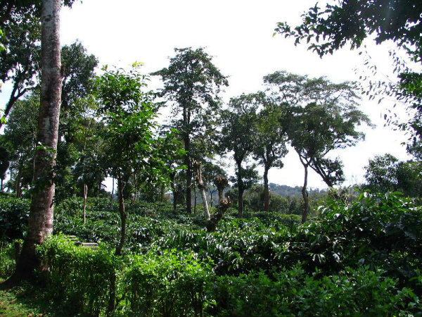  ಕಾಫಿ ಉತ್ಪನ್ನಗಳಿಗೆ ಫೇಮಸ್ 