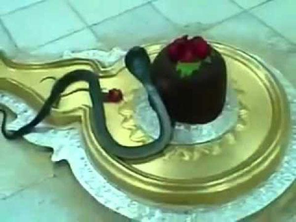 ಬಿಲ್ವಪತ್ರೆಯಿಂದ ಪೂಜಿಸುವ ಹಾವು