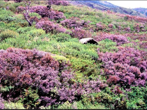 2.ಕೊಡೈ ಸರೋವರದ ಕುರಿಂಜಿ ಹೂವು