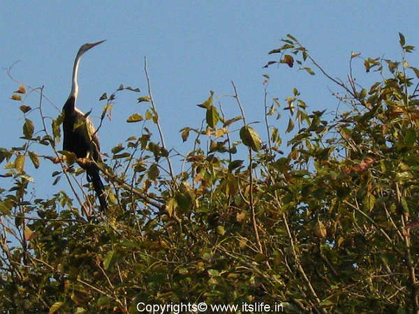 4.ಮಂಗಲವಣಂ ಪಕ್ಷಿಧಾಮ