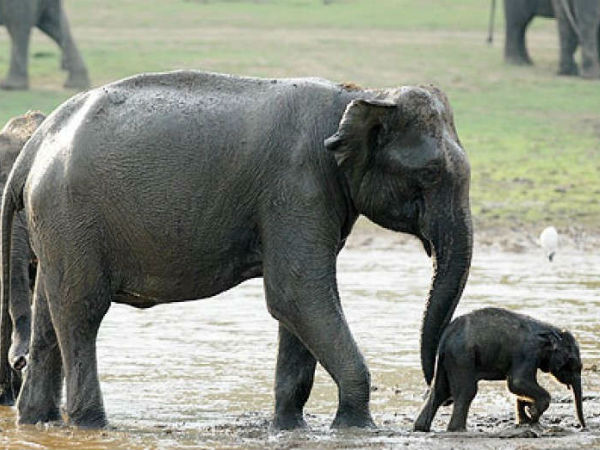 ಕಬಿನಿ ಅರಣ್ಯ