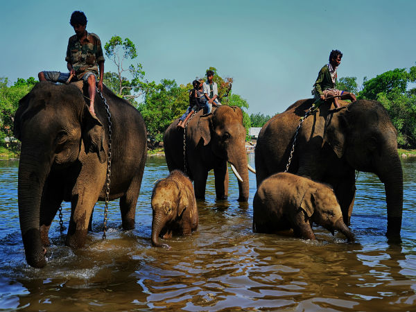 ದುಬಾರೆನಲ್ಲಿ ಆನೆಗಳ ಕ್ಯಾಂಪ್