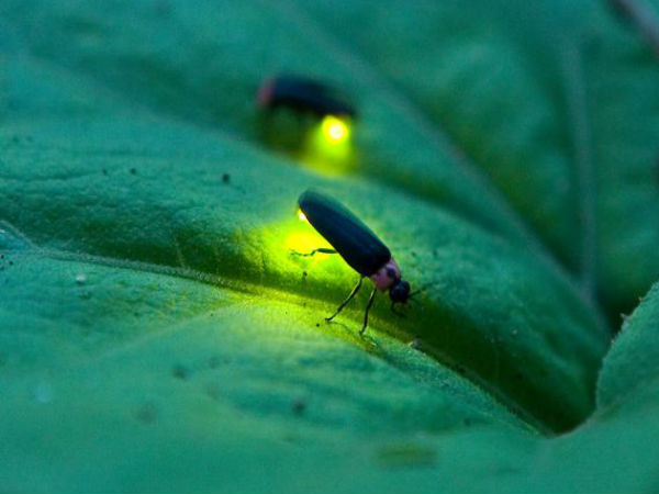 ಯಾವಾಗ ಭೇಟಿ ನೀಡೋದು ಸೂಕ್ತ